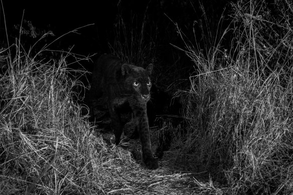 The rare black leopard of Laikipia.