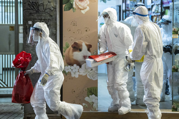 Workers with Hong Kong’s Agriculture, Fisheries and Conservation Department remove small animals from the Little Boss pet store. 