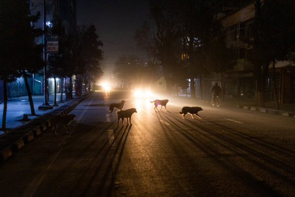 Dogs roam a street in Kabul, Afghanistan.
