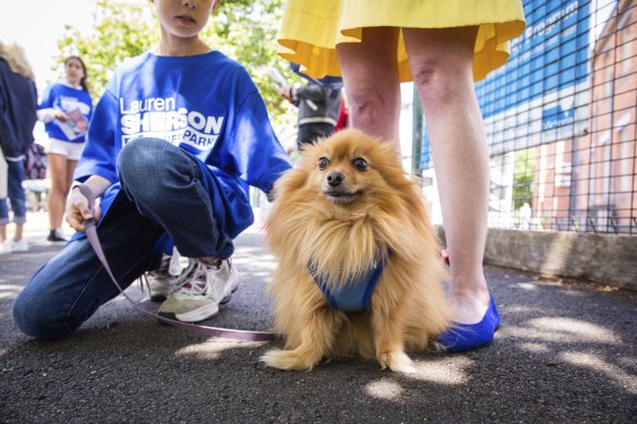 Foster Angus, the mascot for Liberal candidate for Albert Park Lauren Sherson, at the Albert Park Primary School polling station.