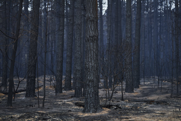 Different species of trees burn at different rates.