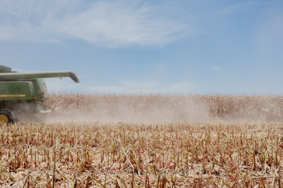 A threshing machine cuts corn on a farm in Culiacan, Mexico.