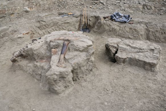 The near-complete fossil of a 67 million-year-old adult triceratops that once roamed what is now the badlands on Montana.