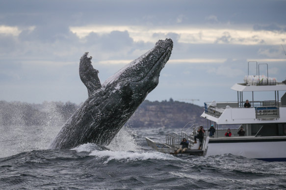 A humpback breaches in front of delighted early-season whale watchers just off Sydney Harbour on Monday.
