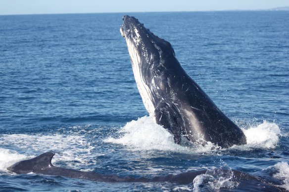 UQ research has found male humpback whales are singing less and fighting more in an effort to attract females.