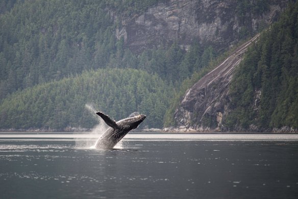 A humpback breaching.