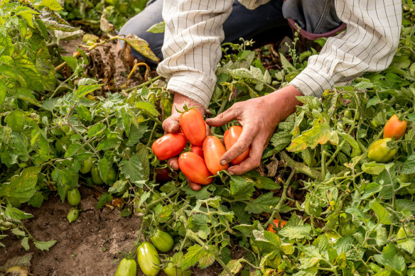 Summer produce from Common Ground Project will star in a series of dinners over January.