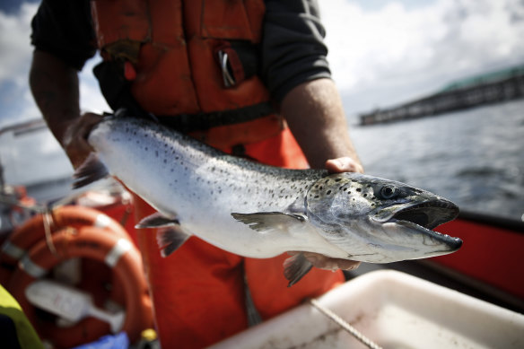 Australia’s largest Tasmanian salmon producer Tassal Group has rejected another takeover bid by Canada-headquartered aquaculture giant Cooke Inc.