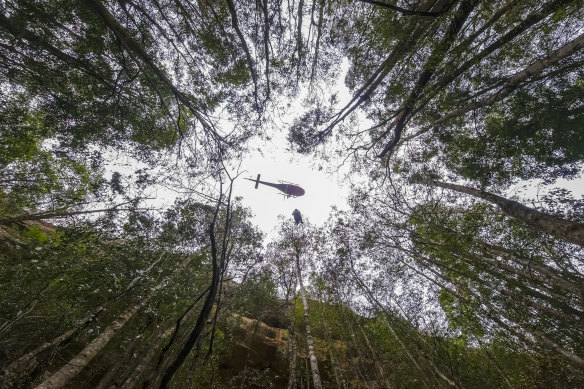 A firefighter is lowered from a helicopter hovering above the Wollemi stand. 