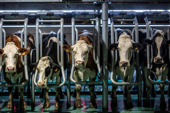 The company says it can make full dairy cheese in its labs without the need for cows. 
