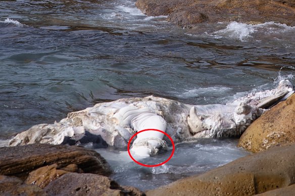 Maroubra, Coogee beaches closed after whale carcass discovered close to ...