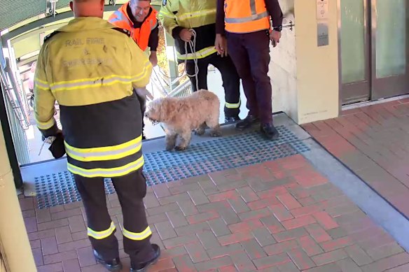Spoodle named Heidi took a morning sprint along the T1 North Shore line during the morning peak.