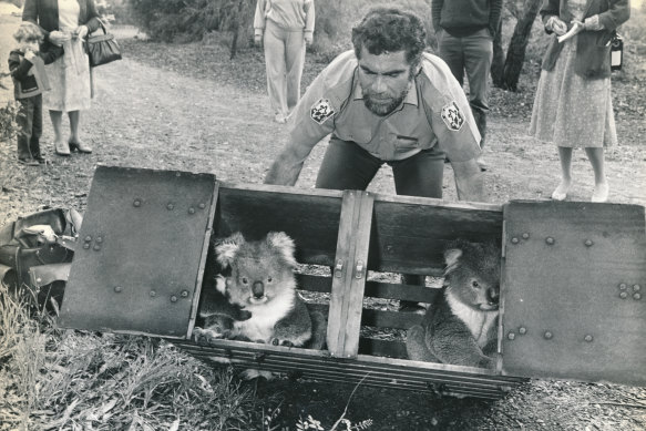 Over two hundred koalas were released around Victoria in the early 1980’s to boost population numbers. 
