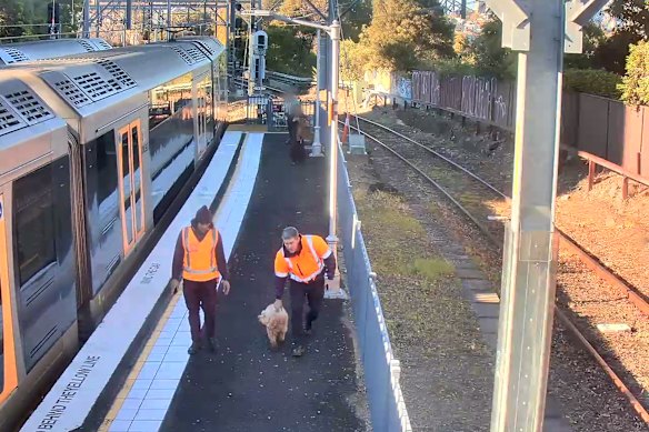 10-year-old Spoodle named Heidi took a morning sprint along the T1 North Shore line during the morning peak. She managed to evade rescuers for just over an hour and completed two laps of the Sydney Harbour Bridge as she ran through Milsons Point and North Sydney Stations. 