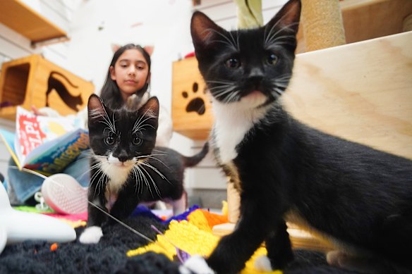 Amani and the kittens at the animal shelter.