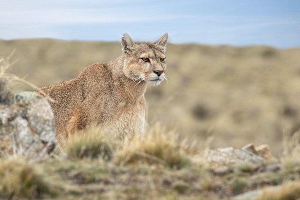 A wild puma, the park’s most celebrated resident.