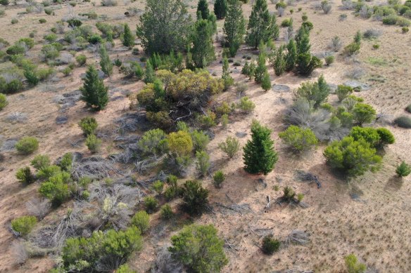 An aerial shot of some of the replanting.