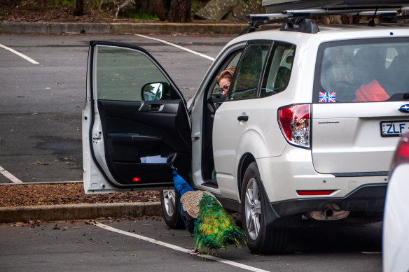 A shiny car is a magnet for a vain peacock.  