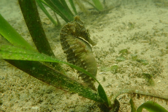 A pregnant endangered White’s seahorse on a Posidonia strand off Camp Cove Beach.