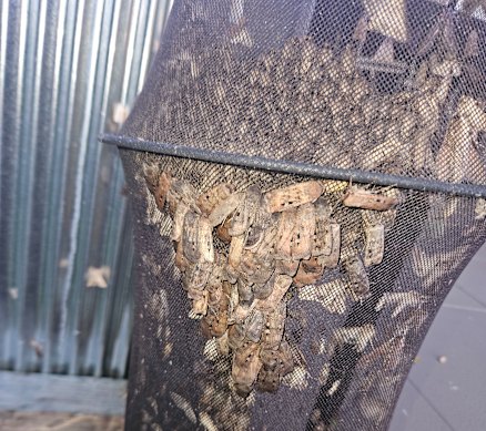 Moths caught for observation and release by Ayesha Kelly at her home in the Blue Mountains. 