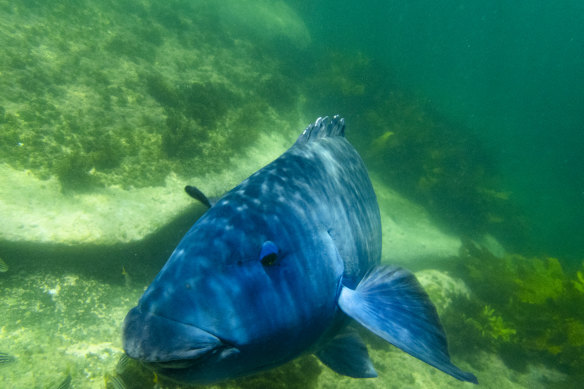 A blue groper in Clovelly, Sydney, in December 2023.