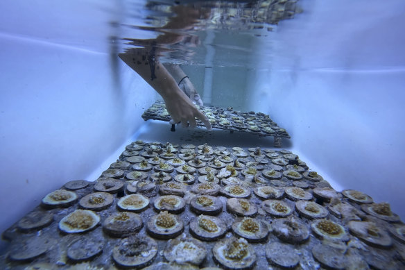 A research associate places a tray of baby coral brought in from the University of Miami’s open water coral nurseries into a tank as staff and students work to save as much coral as the Lirman coral lab can hold on Friday.