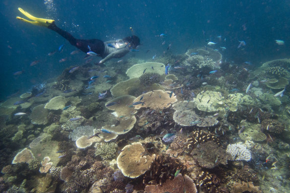 Lizard Island Research Station director Emily Howells snorkels above a healthy section of the Great Barrier Reef metres away from a stressed section off Lizard Island.