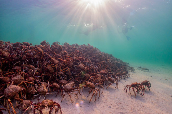 Giant spider crabs are a charismatic species living in Port Phillip Bay.