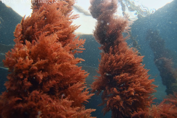 The asparagopsis seaweed being grown on converted mussel leases at Triabunna, Tasmania