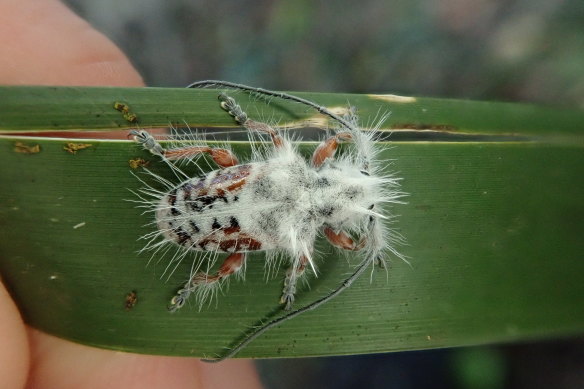 One early theory about the purpose of the fluffy longhorn beetle’s grand white coat is that it could be a trick to help it avoid being eaten.