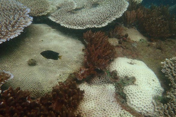 Scientists monitored 27 sites in the Great Barrier Reef and found moderate to severe coral bleaching.