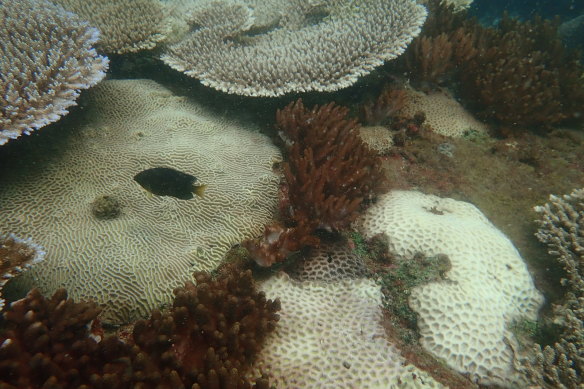 Scientists monitored 27 sites in the Great Barrier Reef and found moderate to severe coral bleaching. 