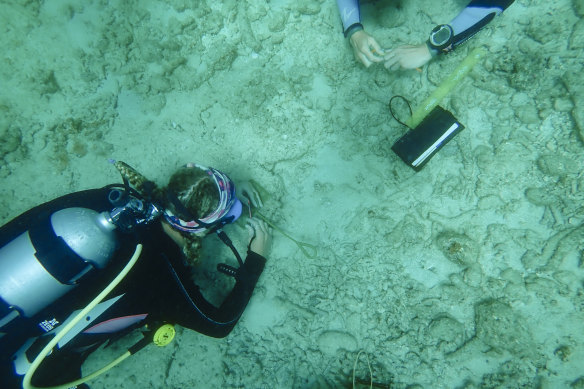 Scientists catch and release cleaner wrasse fish on Lizard Island as part of a research project.