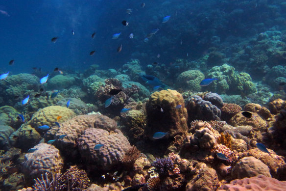 Corals are part plant, part animal, part bacteria, part rock.