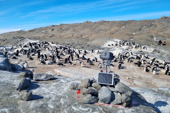 Expeditioners to Australian Antarctic bases are monitoring and preparing for an outbreak of H5N1 strain of bird flu.