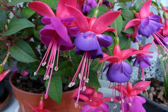 My fuchsia was a cutting that came from a Jewish friend who lived not far from Bondi Beach.