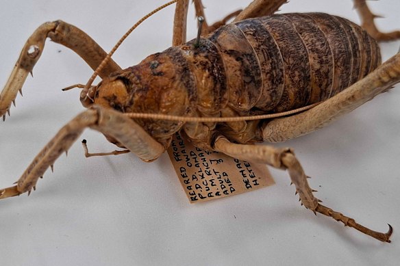 Dr Aola Richards donated giant wētā specimens to the CSIRO upon her retirement.