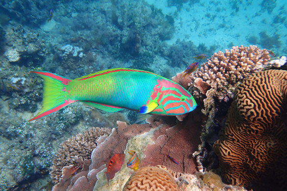 Susan Prior is documenting the Norfolk Island reef and its inhabitants, including this green moon wrasse.