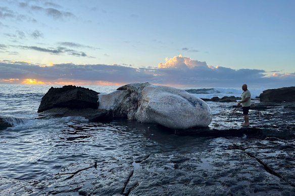 The whale on the rocks at Era beach in the Royal National Park, south of Sydney. 