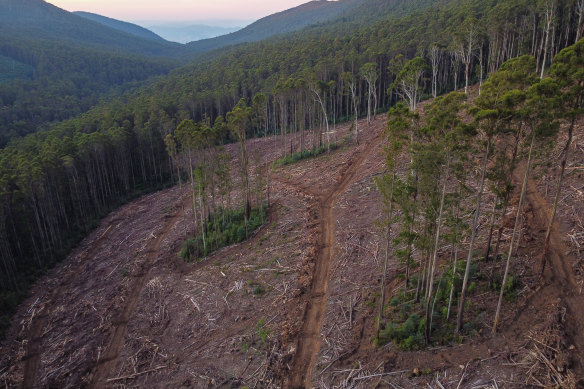 Recent logging in Snobs Creek, in the Rubicon State Forest. 