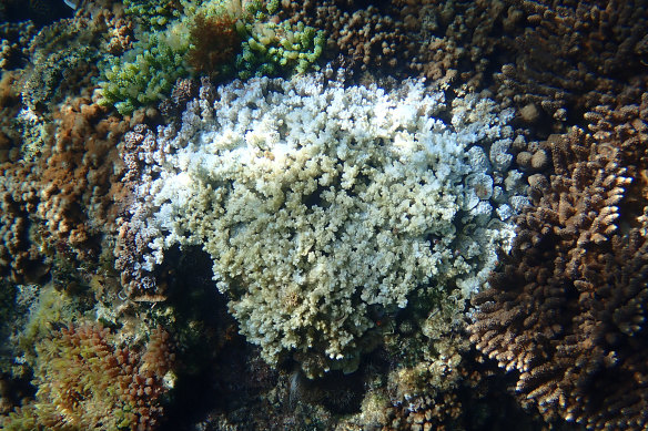 Diseased coral: Damage to the reef could see some species that could become extinct before they are even recorded.