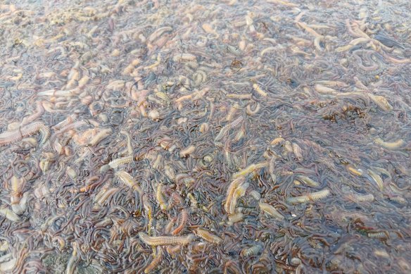 The welcome wild side owner was traversed a stove of the worms dead and die in the north lagoon to the coreon.