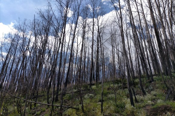 Alpine ash forest in south-eastern Australia, photographed in January 2021, is still struggling to recover from the Black Summer fires one year ago.