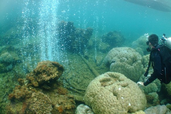 Carbon seeping from undersea volcanic activity on a distant reef in Papua New Guinea has become a window into a future world of acid oceans.
