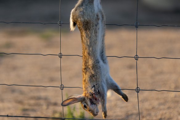 A shot rabbit tied to the fence before being prepared for cooking.