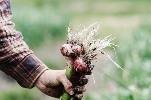 The Plumridges pull up their garlic in November and December.