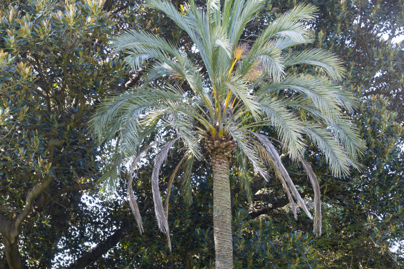 The date palm in the Botanic Gardens. 