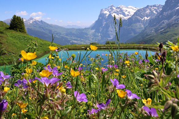 Heaven scent: Alpine blooms on a leg of the Grand Tour.