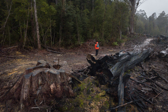 Bob Brown Foundation campaigner Jenny Weber in a logging coupe in the Huon Valley, Tasmania. The area of old-growth forest next to it, which is typical swift parrot habitat, is due to be logged soon.