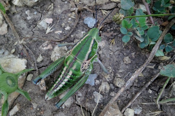 Looking for more nutritious plants: A Plains Lubber grasshopper (Brachystola magna) at Konza Prairie.